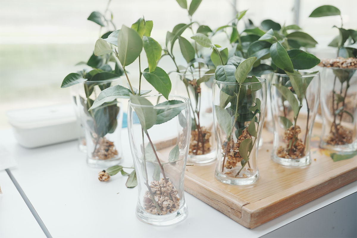 茶食的設計<br>就像種子在泥土裡破殼發芽的概念... 1200-800-1