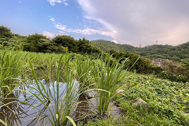 開始管理田區後,田裡不再使用農藥,改以友善耕作與土地和平共處。