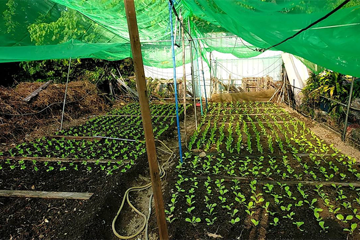 多年來的經驗,已找到較適合農場步調的栽種方式。