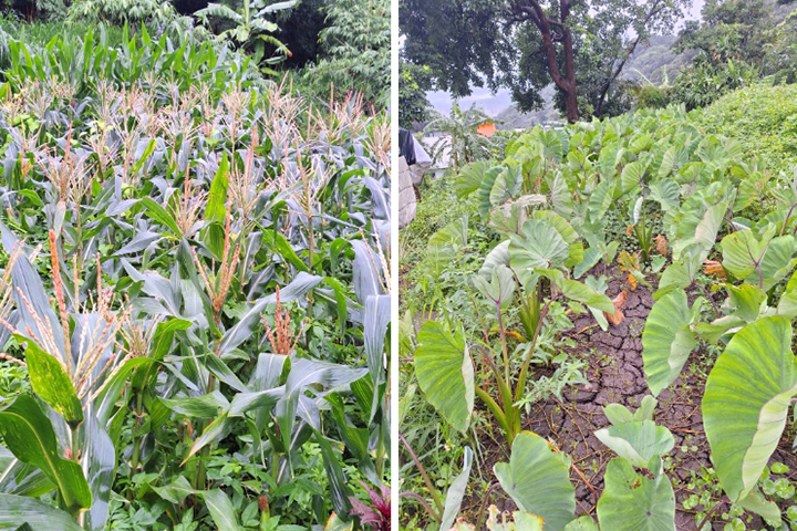 田區內的作物與草共生,草是夥伴不是敵人。