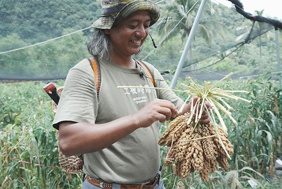 農友藍保邊採小米綁成一把 580-390-3